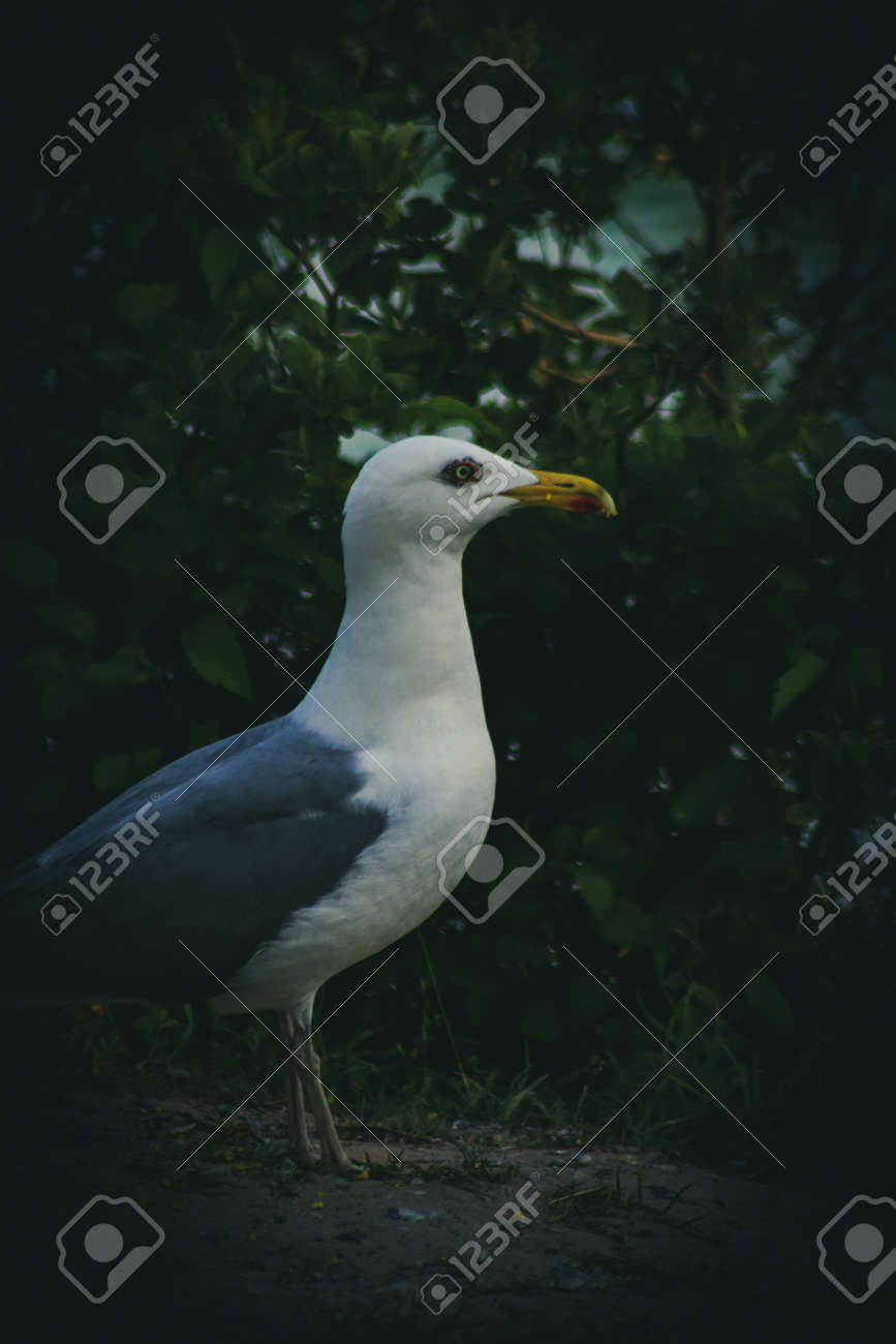 etiam-dictum-ipsum-a-felis