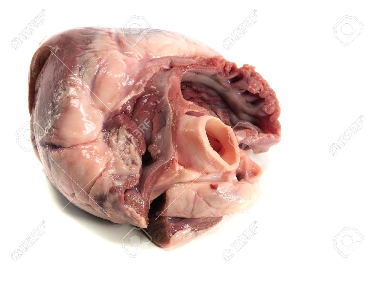 etiam-dictum-ipsum-a-felis