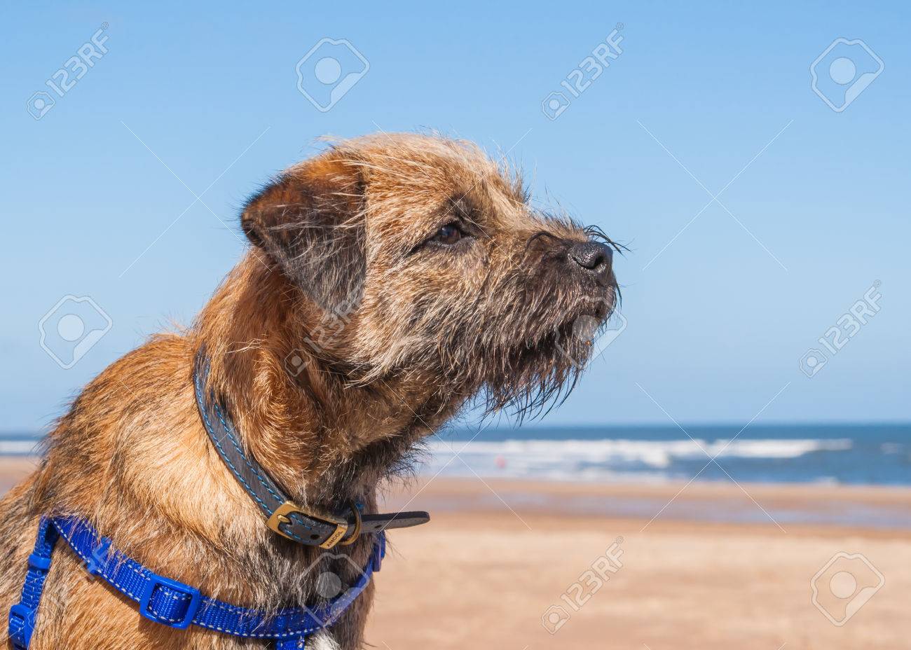 border terrier harness