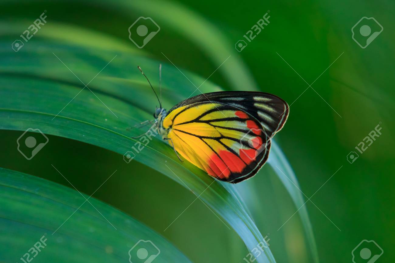 etiam-dictum-ipsum-a-felis