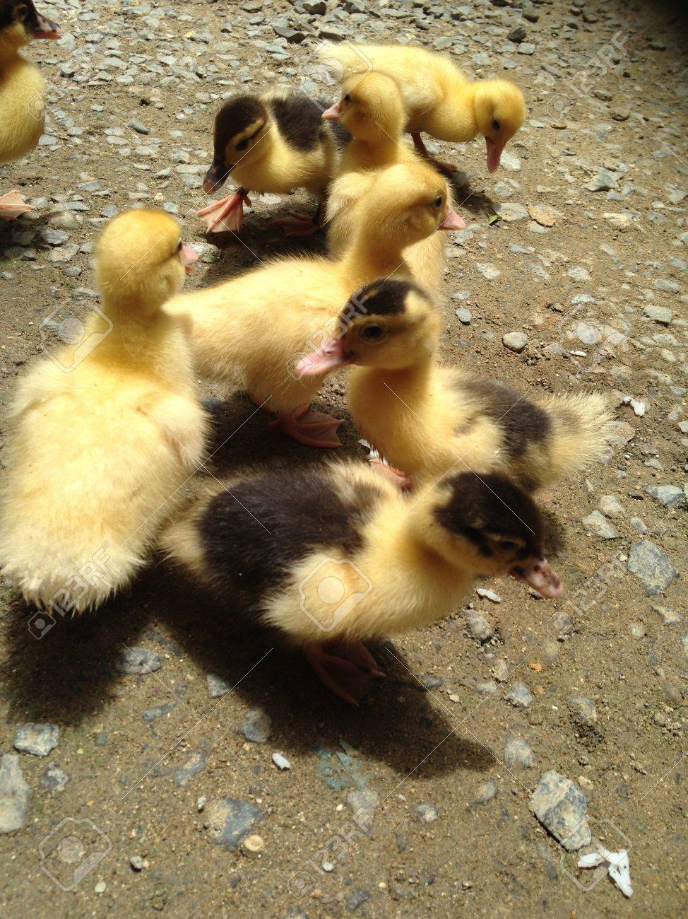 Cute Baby Ducklings At Farm Stock Photo Picture And Royalty Free