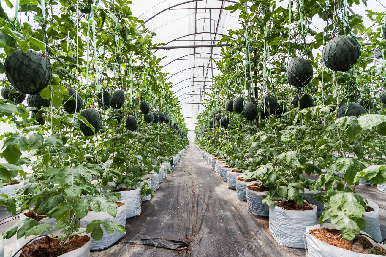 Watermelons in greenhouses: correct growing Watermelons in greenhouses: correct growing