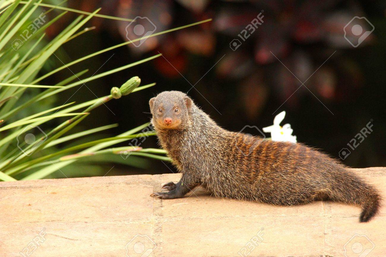 etiam-dictum-ipsum-a-felis