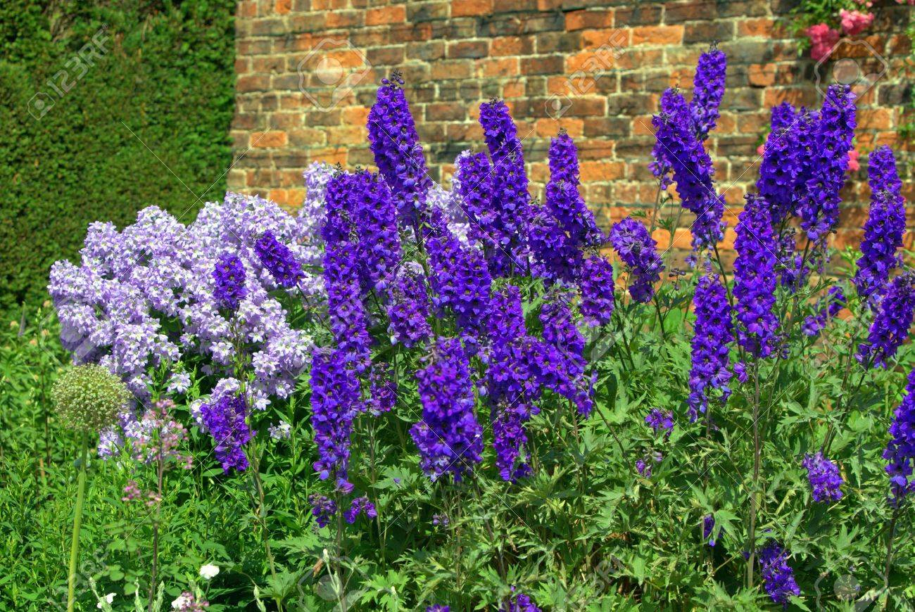 Blue delphinium and campanula flowers in a garden - 16759579 Blue delphinium and campanula flowers in a garden - 16759579