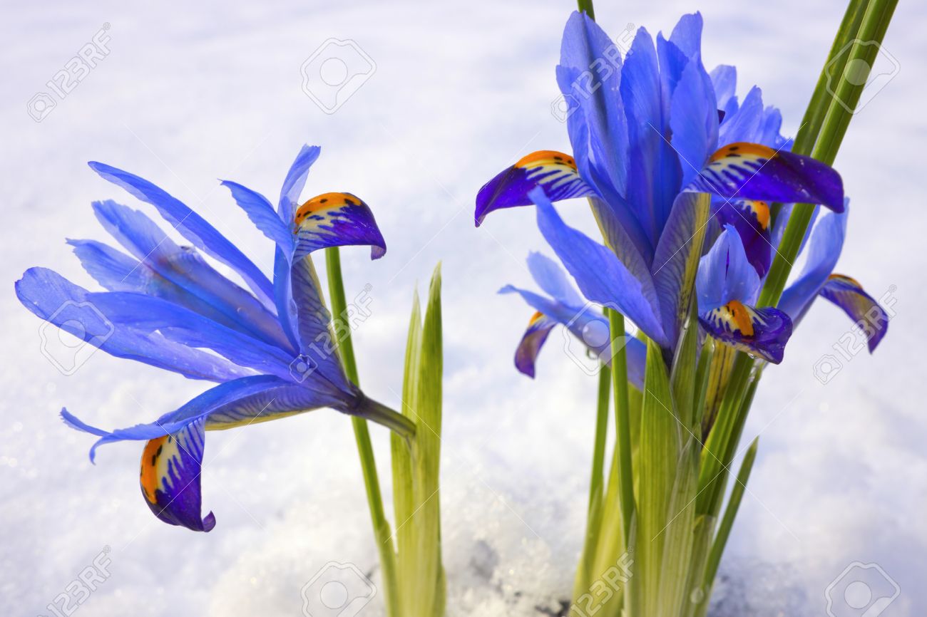 Blue winter flowers Iris Reticulata Gordon in snowy garden. - 17703218 Blue winter flowers Iris Reticulata Gordon in snowy garden. - 17703218