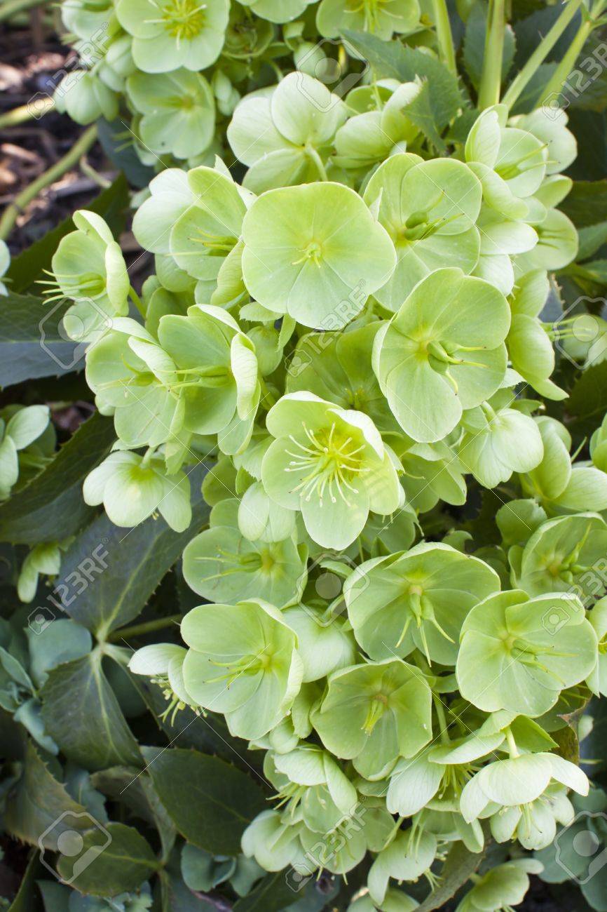 Christmas Rose plant (Helleborus Argutifolius) in early spring garden. - 17894475 Christmas Rose plant (Helleborus Argutifolius) in early spring garden. - 17894475