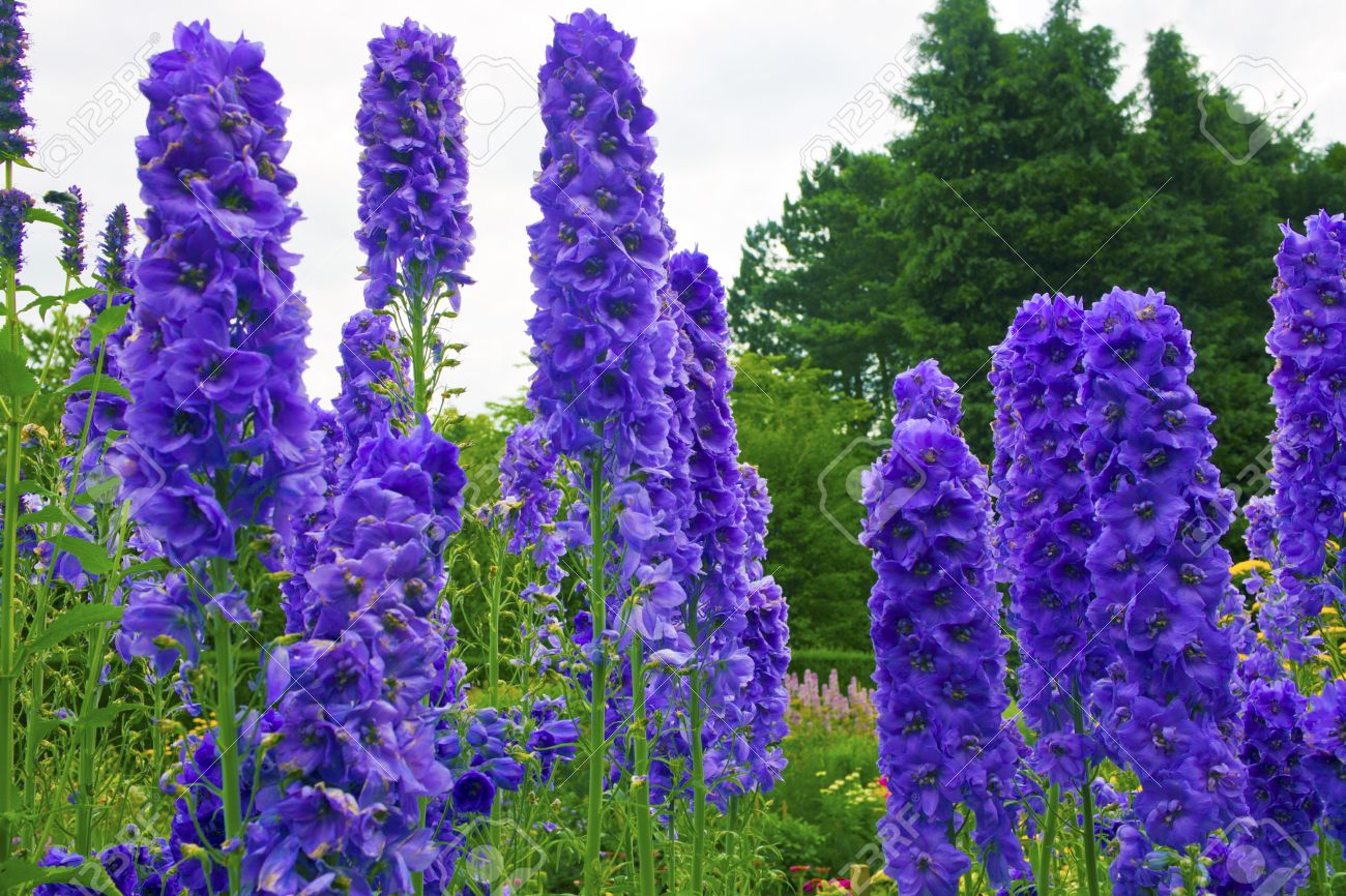 Tall delphiniums flowers in a herbaceous border of an English Garden - 21259180 Tall delphiniums flowers in a herbaceous border of an English Garden - 21259180
