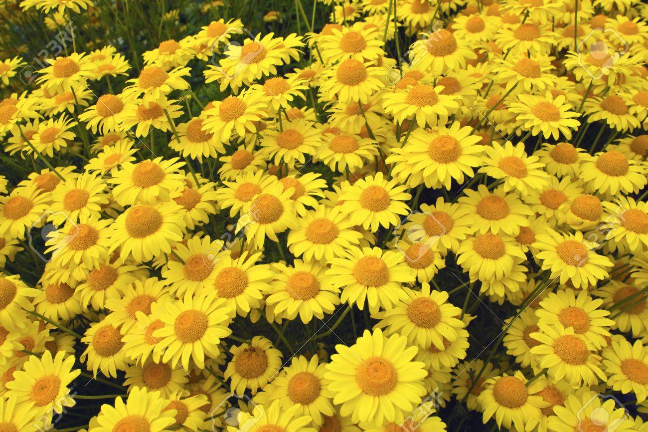 Marguerite Daisy Yellow Anthemis Tinctoria Kelwayi in a garden - 21325638 Marguerite Daisy Yellow Anthemis Tinctoria Kelwayi in a garden - 21325638