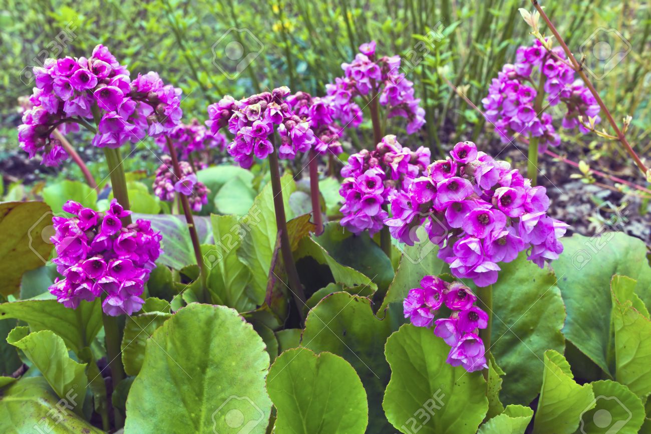 Purple springtime garden flowers Bergenia cordifolia - 28074004 Purple springtime garden flowers Bergenia cordifolia - 28074004
