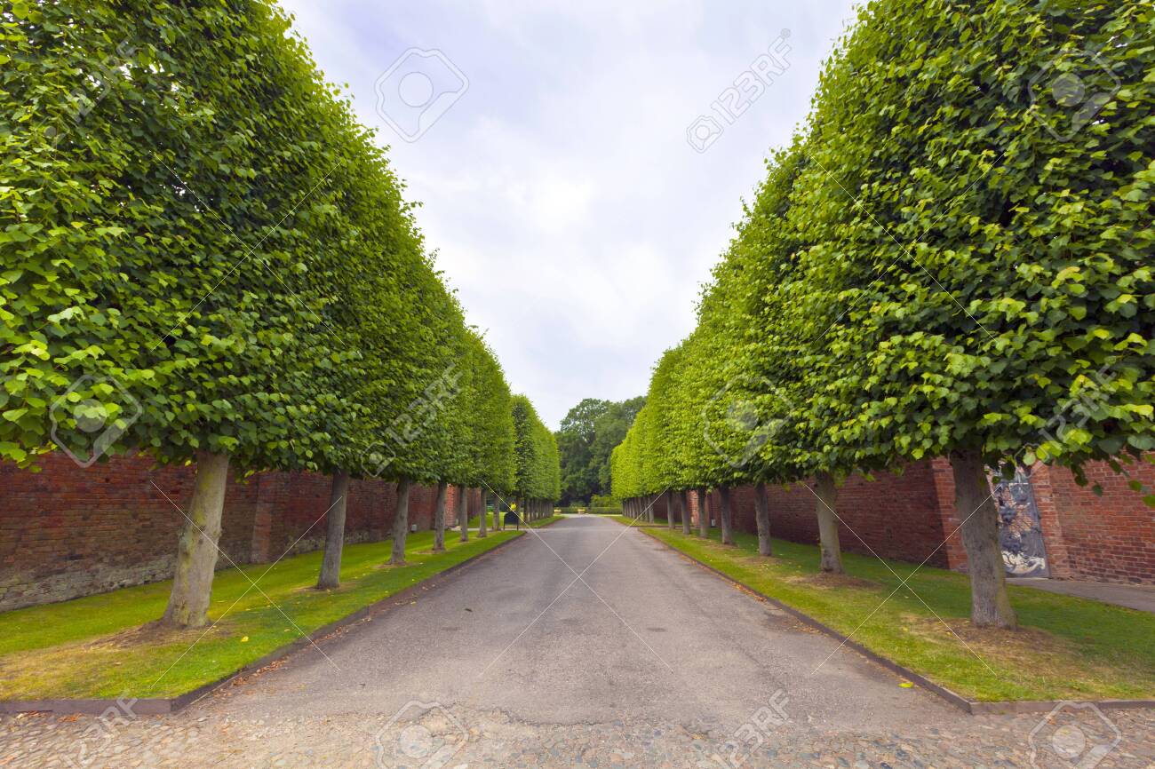 Linden trees along country alley on an estate in Cheshire, England - 30143226 Linden trees along country alley on an estate in Cheshire, England - 30143226