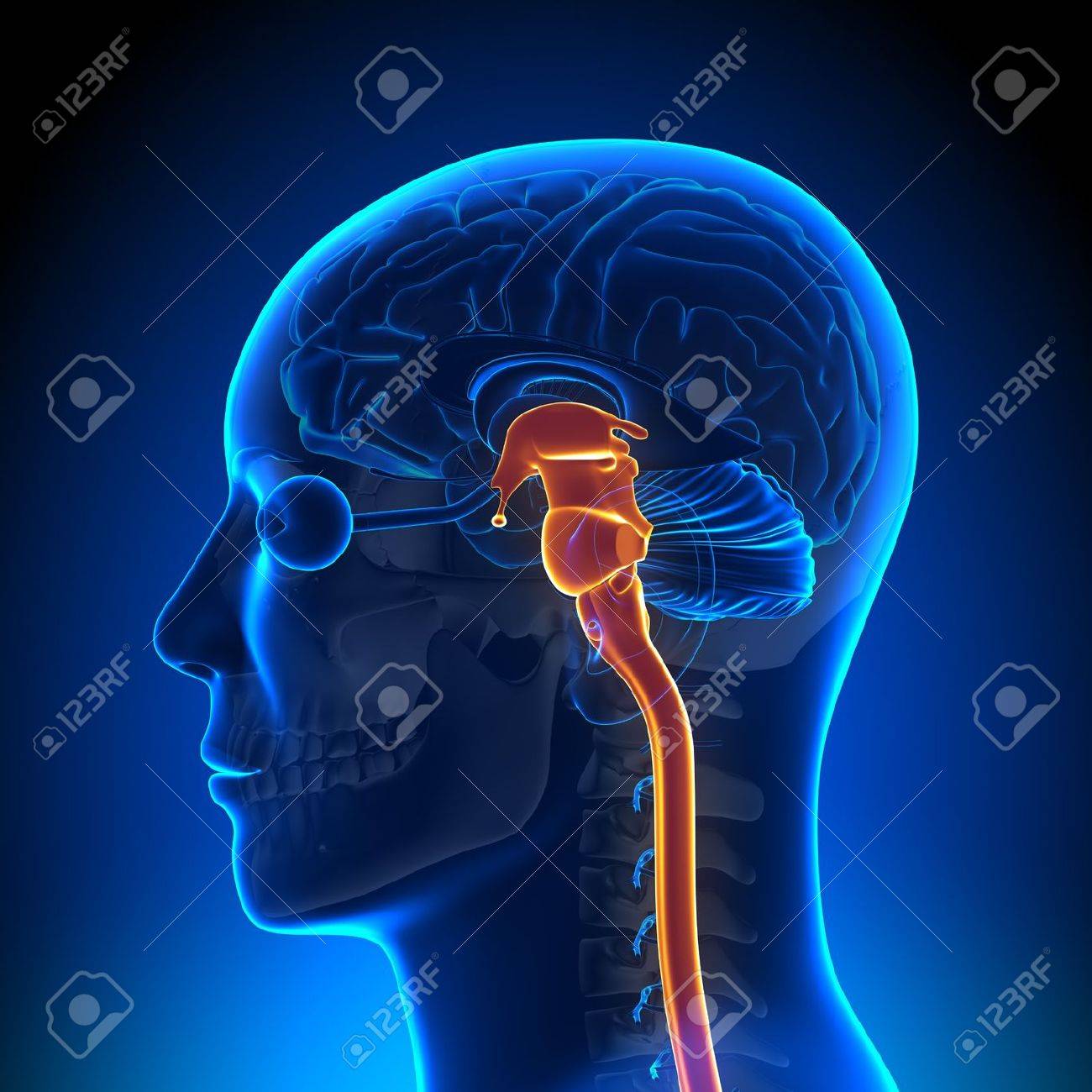 brain anatomy spinal cord brain and spinal cord