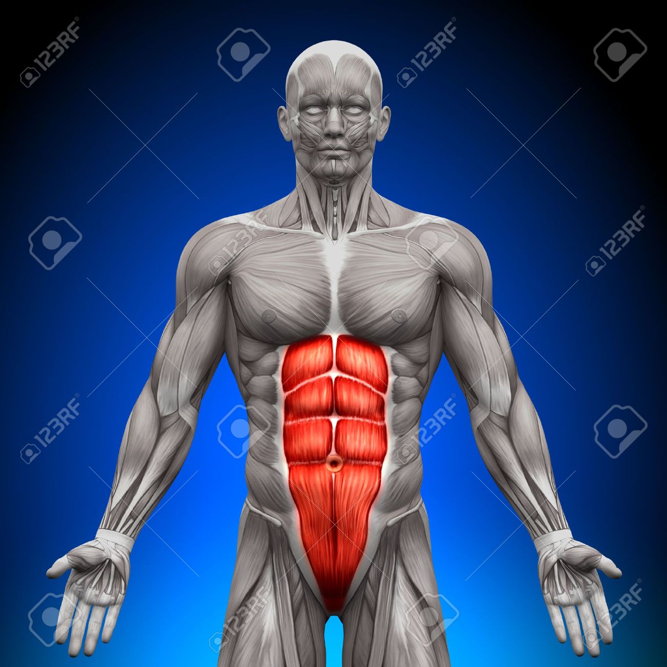 Abs Anatomy Muscles Stock Photo Picture And Royalty Free Image Image 20869741