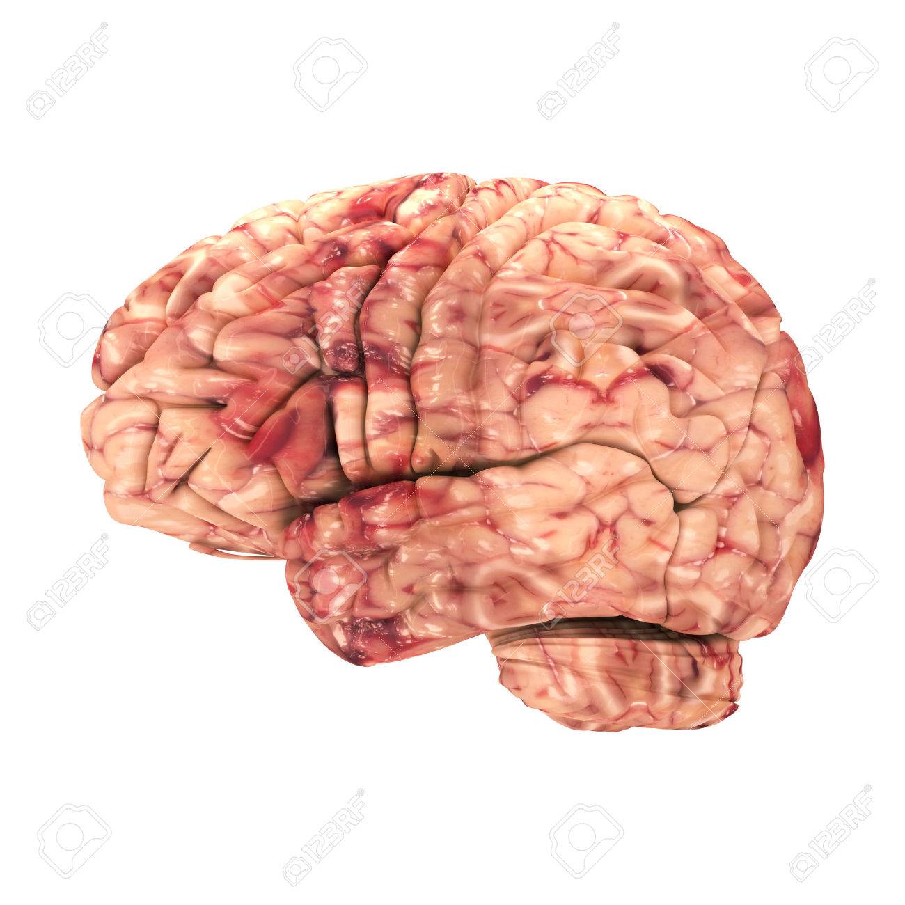 Anatomy Brain - Side View Isolated On White Stock Photo, Picture and  Royalty Free Image. Image 22971483.