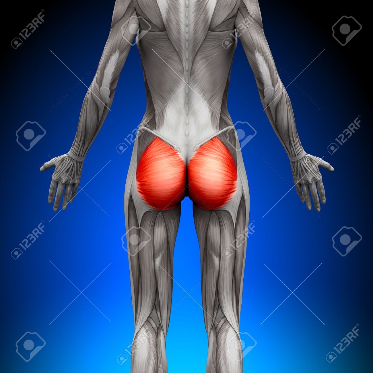 Glutes Gluteus Maximus Female Anatomy Muscles Stock Photo Picture And Royalty Free Image Image 28998186