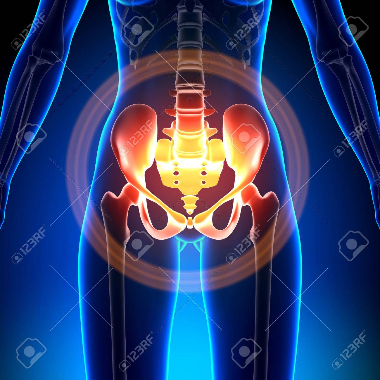 女性の股関節 仙骨 恥骨 坐骨 腸骨 の写真素材 画像素材 Image