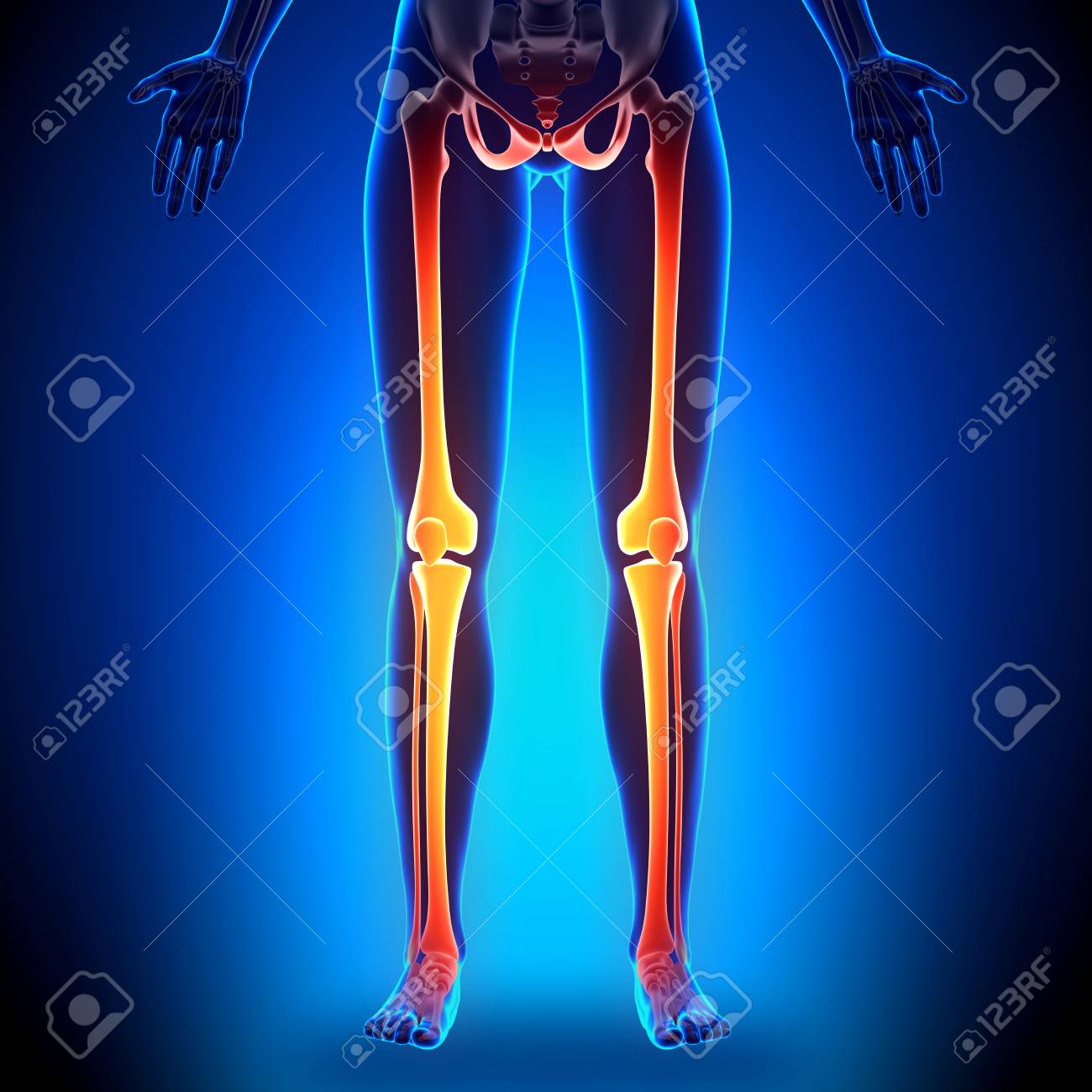 女性の足の解剖学骨 の写真素材 画像素材 Image