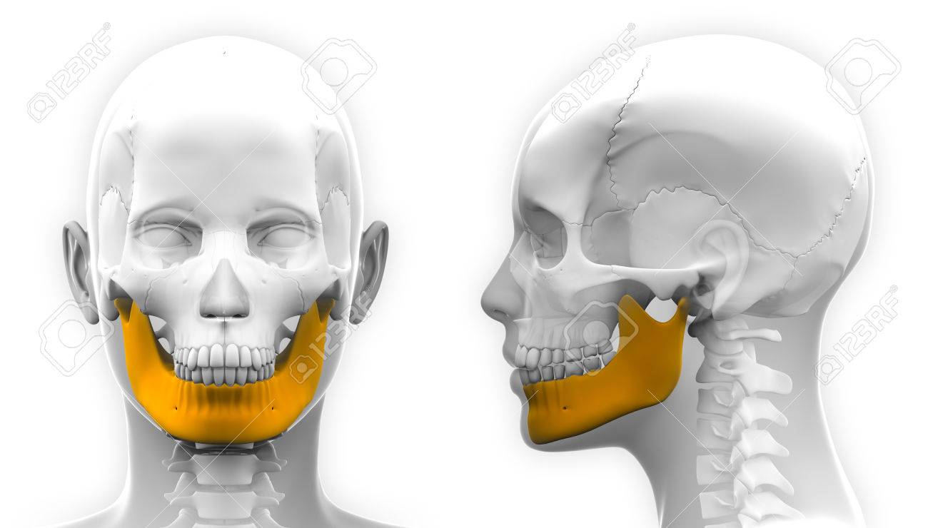 female mandible bone skull anatomy isolated on white stock photo mandible anatomy