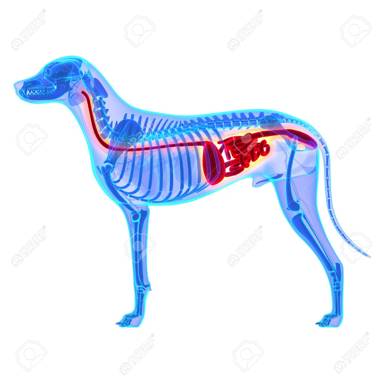 canine digestive system