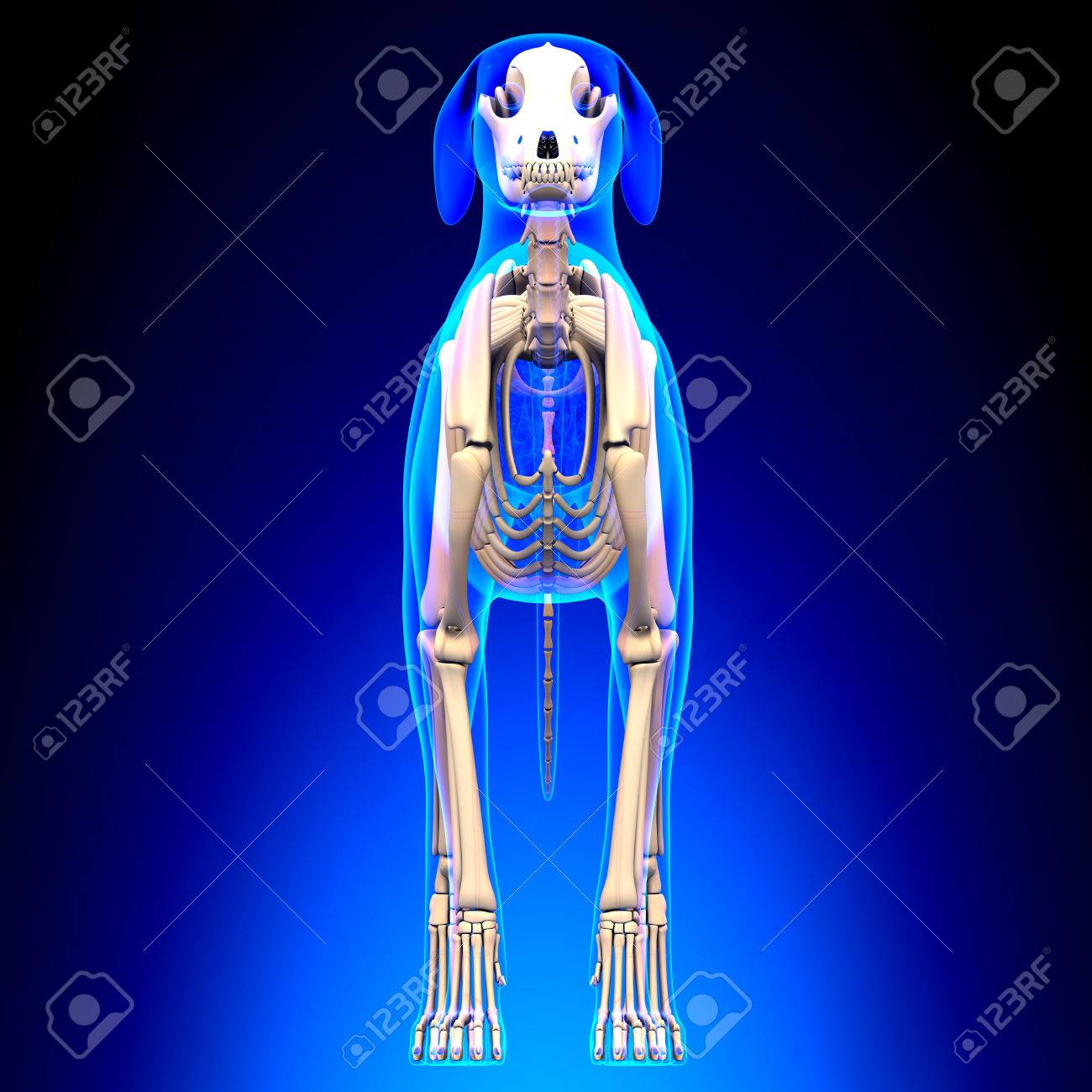 Dog Skeleton Canis Lupus Familiaris Anatomy Front View Stock Photo Picture And Royalty Free Image Image