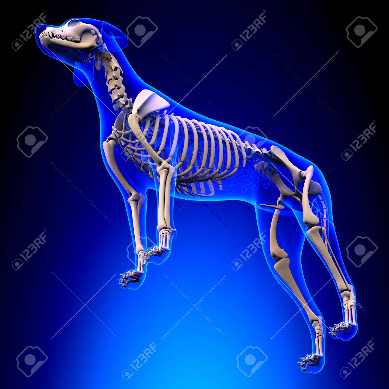 犬の骨格 Canis Lupus 行動解剖学 分析観点ビュー の写真素材 画像素材 Image