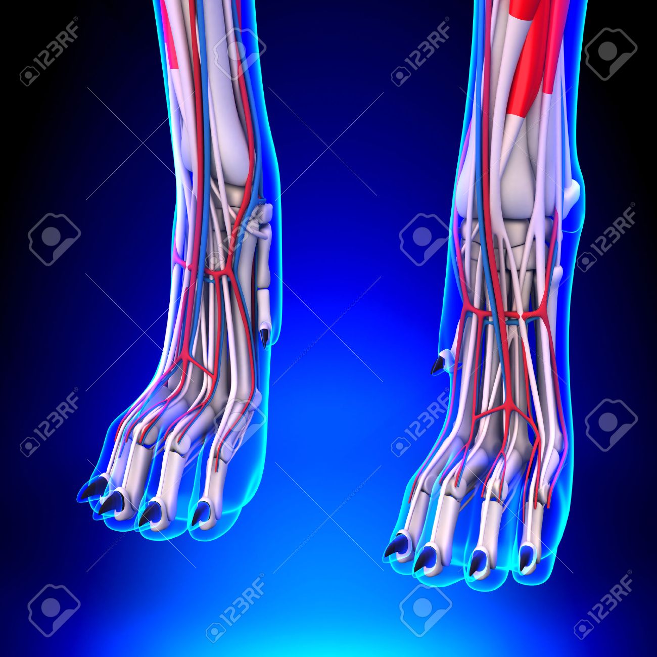 循環系と犬フロント足の解剖学 の写真素材 画像素材 Image