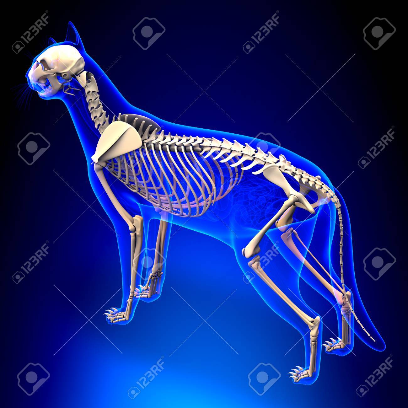 猫の骨格解剖学の写真素材・画像素材 Image 39347775