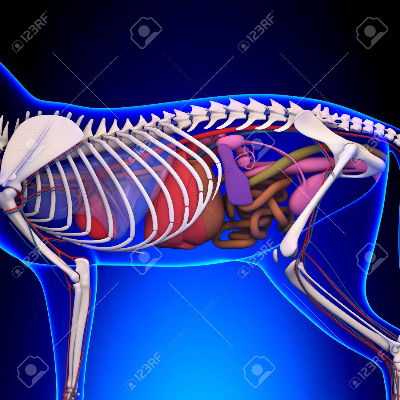 猫の骨格モデル 1: 解剖学的パターン ペットの猫の骨の骨格 動物