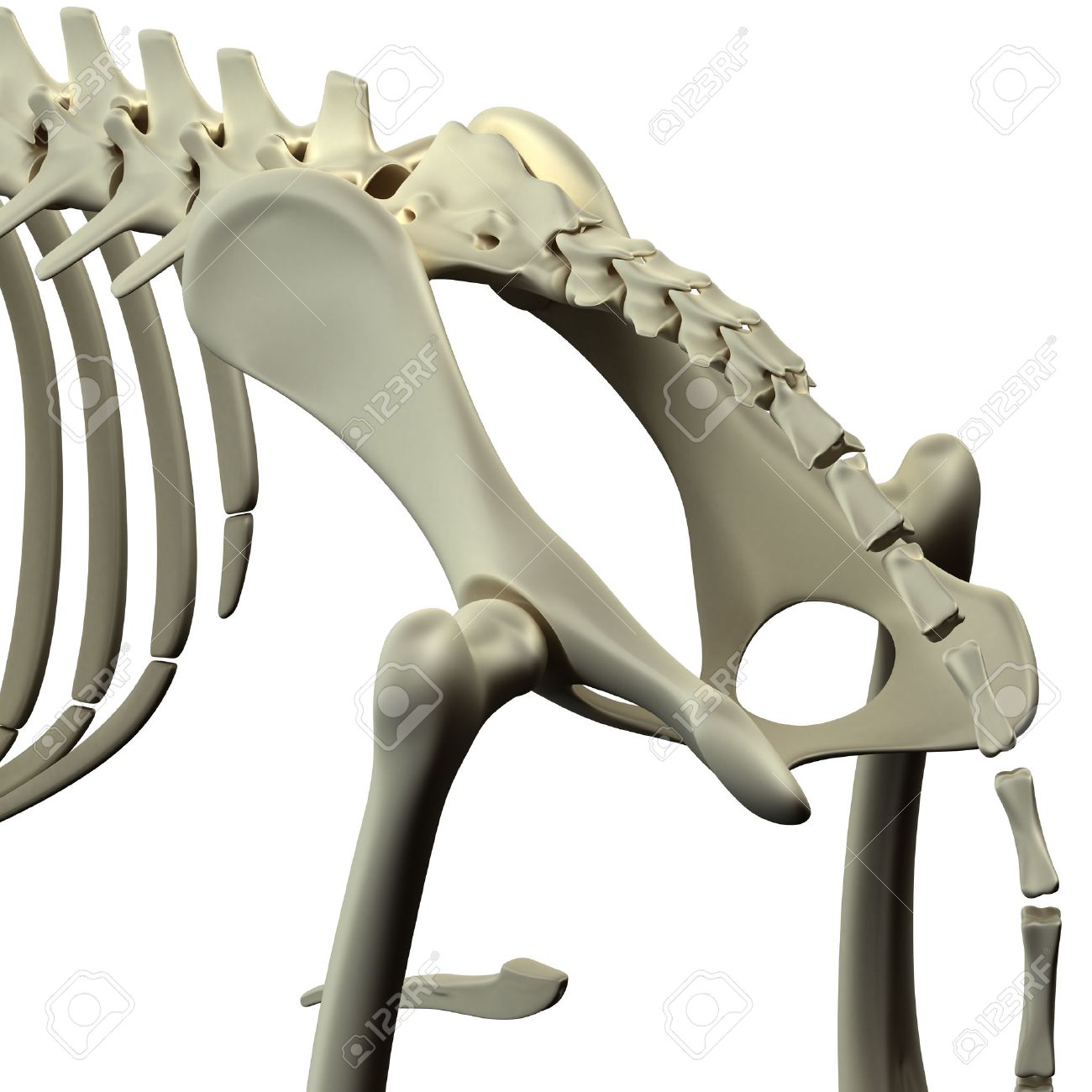 dog hip bone