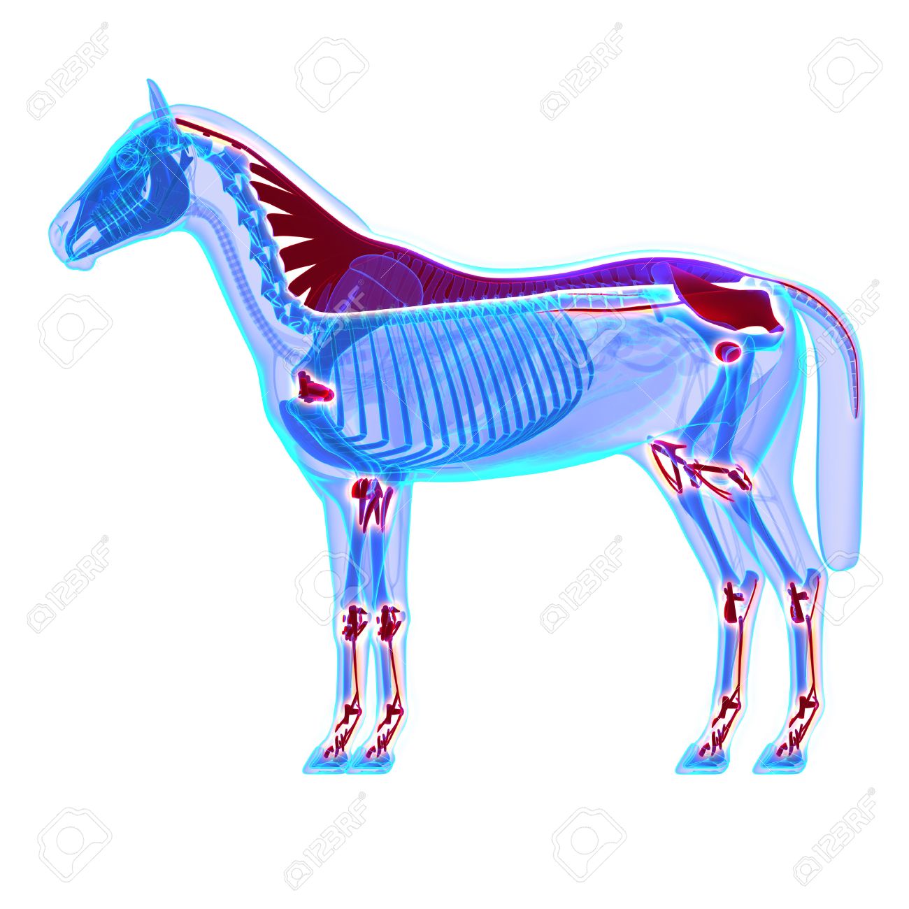 馬の靭帯と関節腱 エクウス馬の解剖学 白で隔離 の写真素材 画像素材 Image