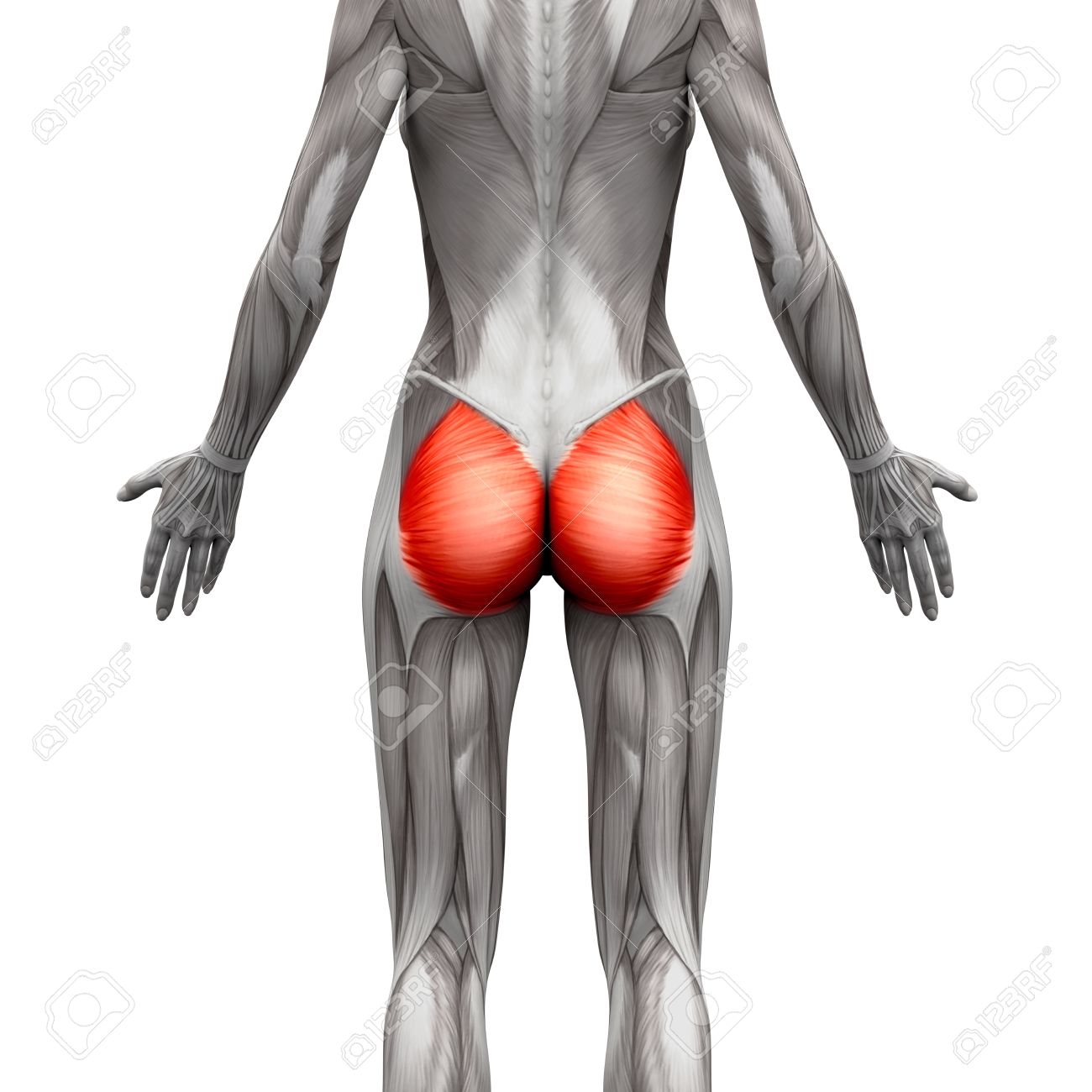 anatomie muscle fessier anatomie muscle fessier