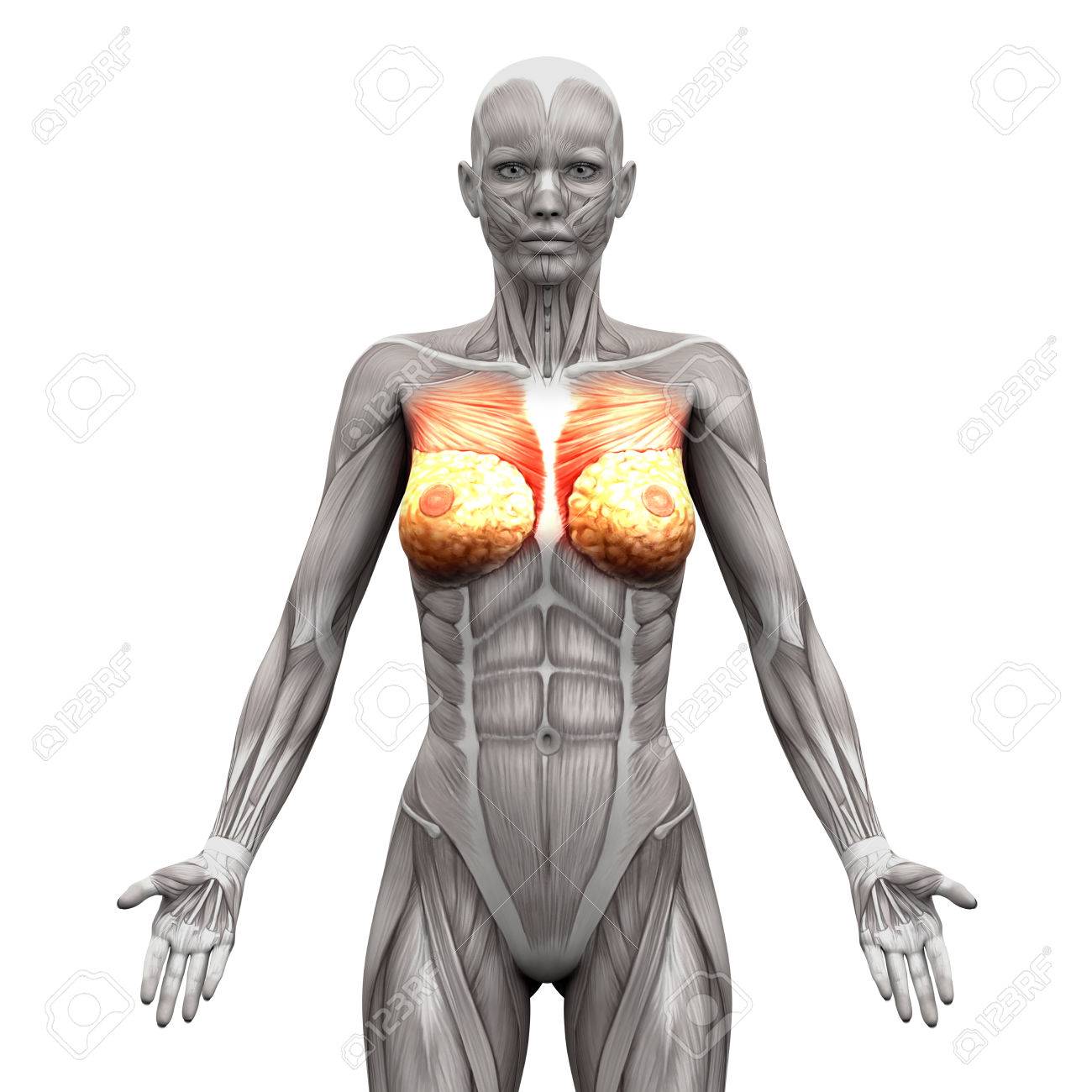 chest muscles pectoralis major and minor anatomy muscles stock