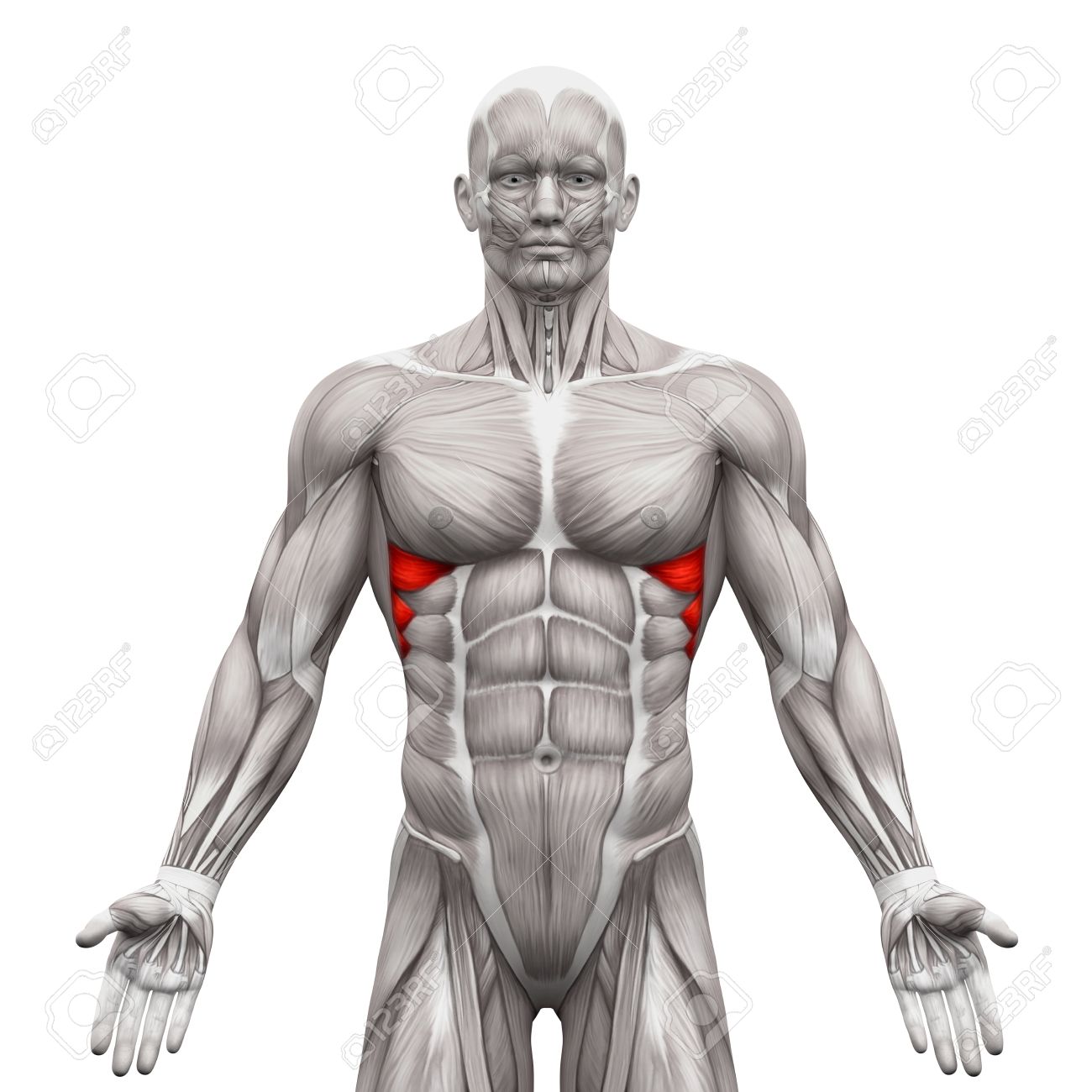 Serratus Anterior Muscles Anatomy Muscles Isolated On White 3d Illustration Stock Photo Picture And Royalty Free Image Image 58756543