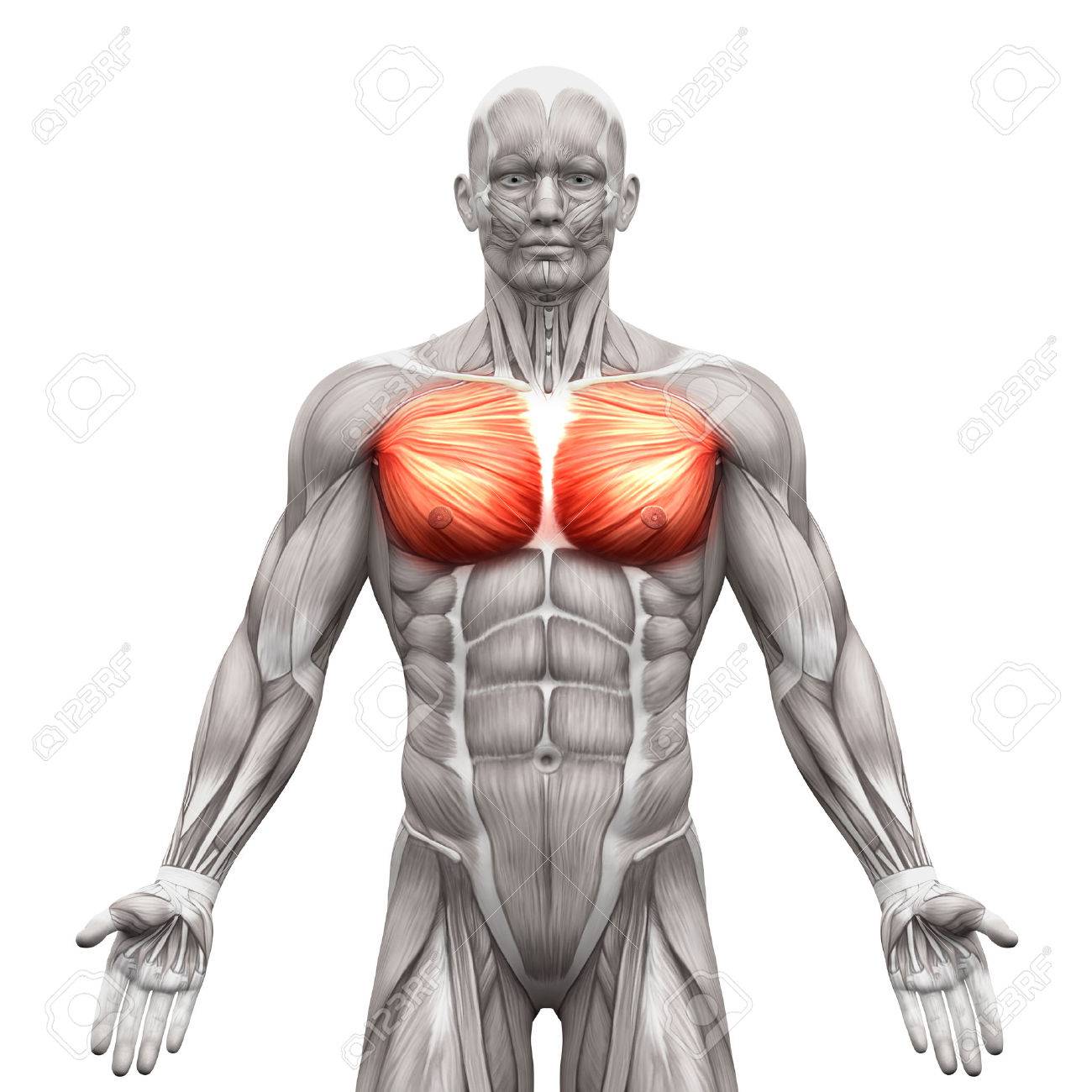 白 3 D イラストレーションで隔離胸筋筋肉 大胸筋とマイナー 解剖学 の写真素材 画像素材 Image