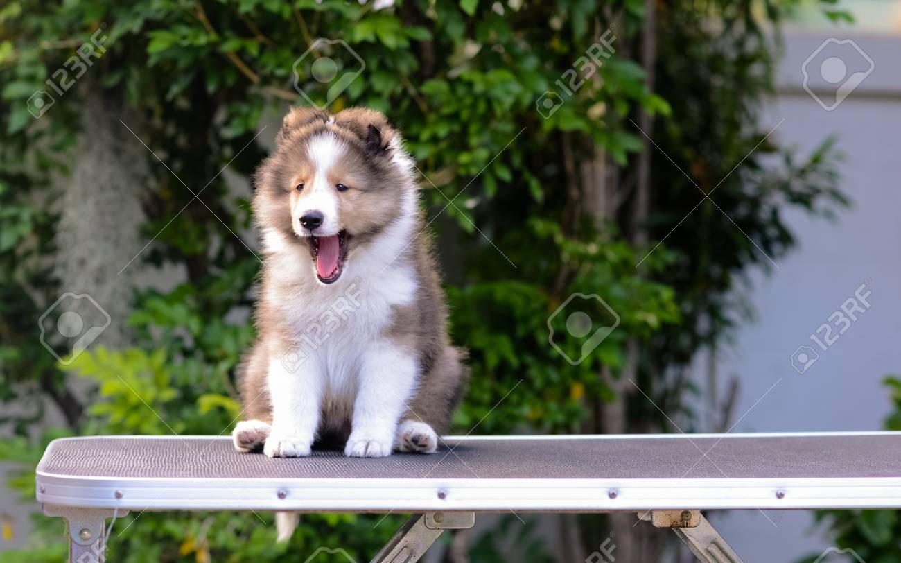 シェットランド シープドッグ シェルティ 子犬は 緑の背景色を持つテーブルをグルーミングに座ってあくび の写真素材 画像素材 Image