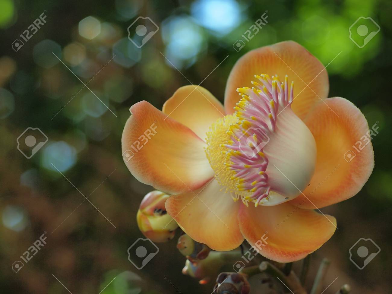 etiam-dictum-ipsum-a-felis