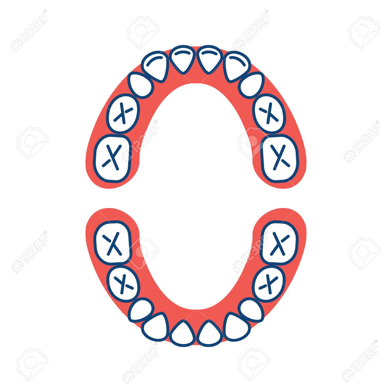 primary tooth chart