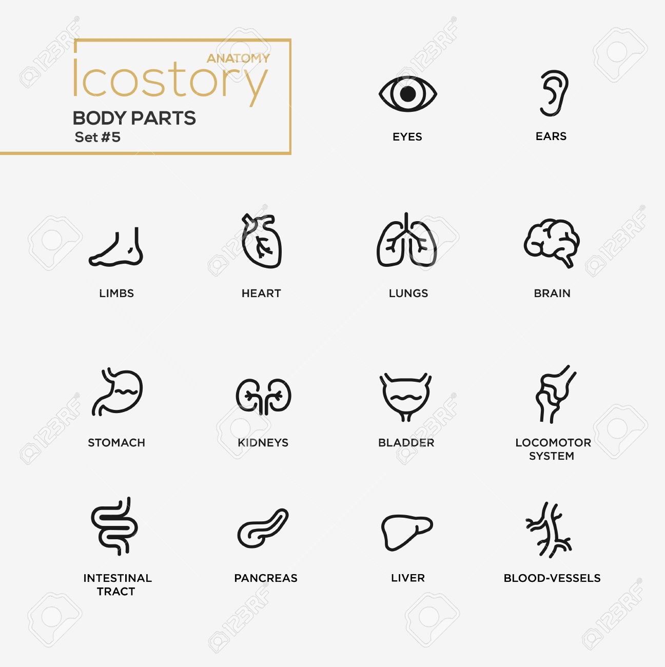 Set of modern vector body parts plain simple thin line design icons and pictograms. Body, internal parts of body, brain, bladder, liver, stomach, kidneys, locomotor system, intestinal tract, pancreas - 54787661 Set of modern vector body parts plain simple thin line design icons and pictograms. Body, internal parts of body, brain, bladder, liver, stomach, kidneys, locomotor system, intestinal tract, pancreas - 54787661