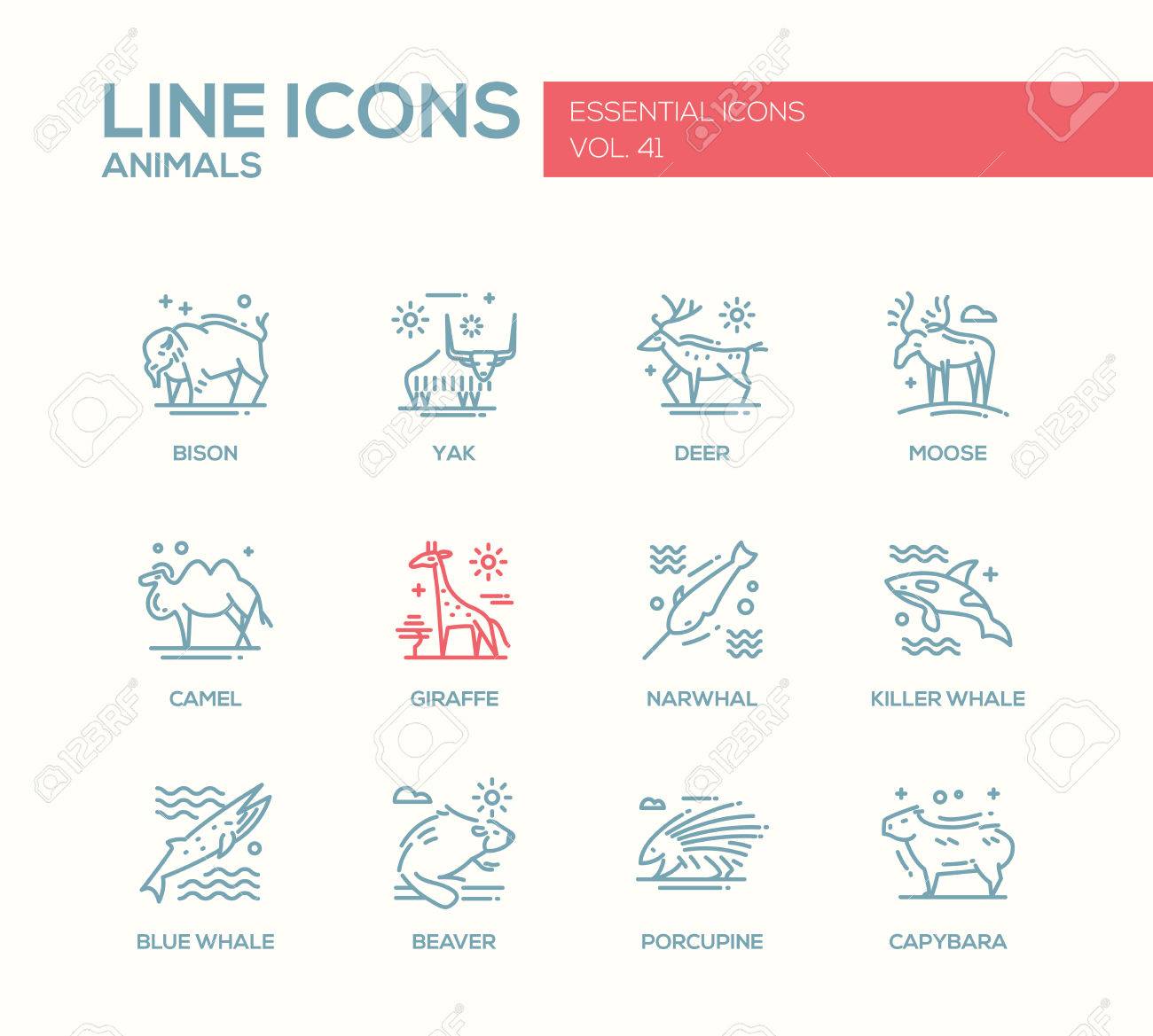 동물 - 현대 벡터 일반 라인 디자인 아이콘과 동물의 그림을 설정합니다. 들소, 야크, 사슴, 사슴, 기린, 낙타, 일각 고래,  범고래, 푸른 고래, 고슴도치 카피 바라 비버 로열티 무료 사진, 그림, 이미지 그리고