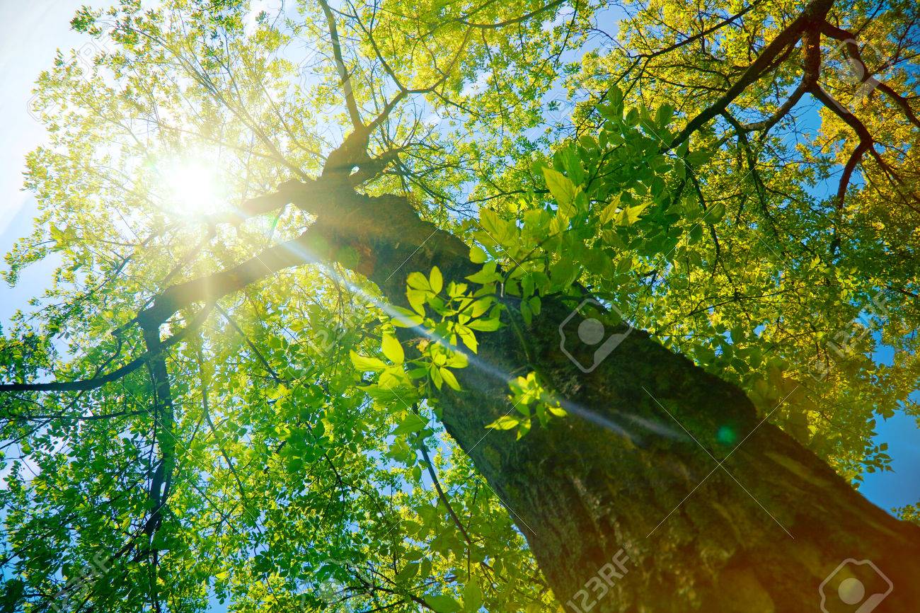 日光の下で森林や公園の木 夏の太陽で自然 の写真素材 画像素材 Image