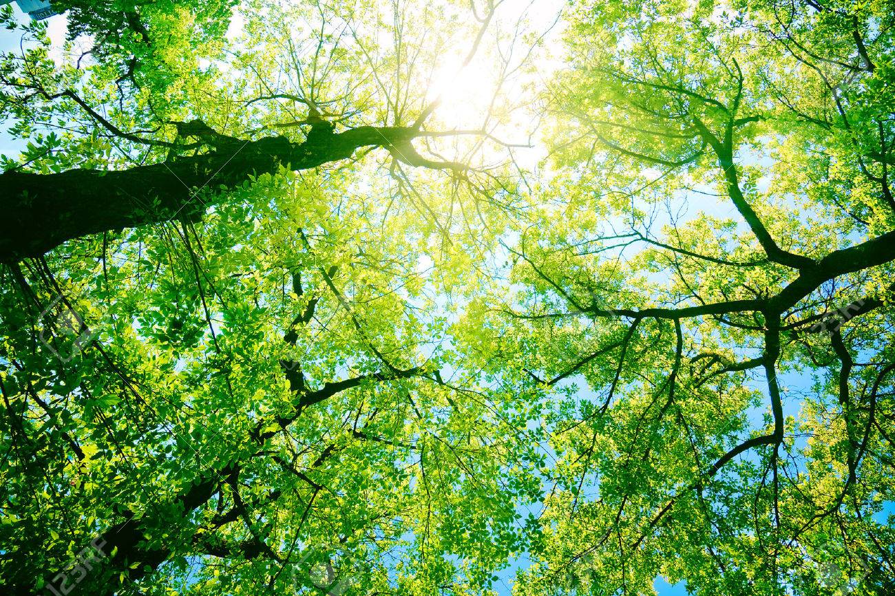 日光の下で森林や公園の木 夏の太陽で自然 の写真素材 画像素材 Image