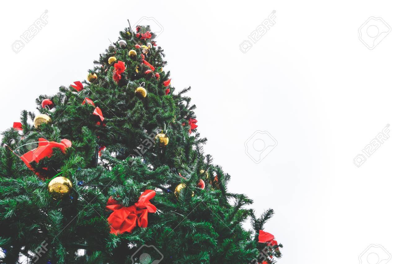 Large Outdoor Christmas Tree Against A White Sky View From Below Stock P O 69683873 Large Outdoor Christmas Tree Against A White Sky View From Below Stock P O 69683873
