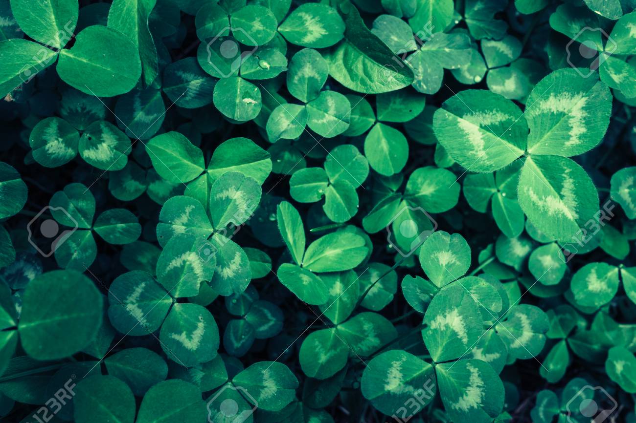 クローバーの葉 平面図 緑の背景 テクスチャ パターン の写真素材 画像素材 Image