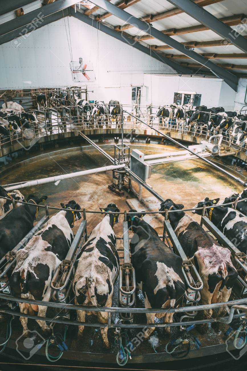 酪農場の丸いロータリー パーラー システム機器で牛の乳搾りを上から表示します 家畜飼育概念 垂直方向の画像 の写真素材 画像素材 Image