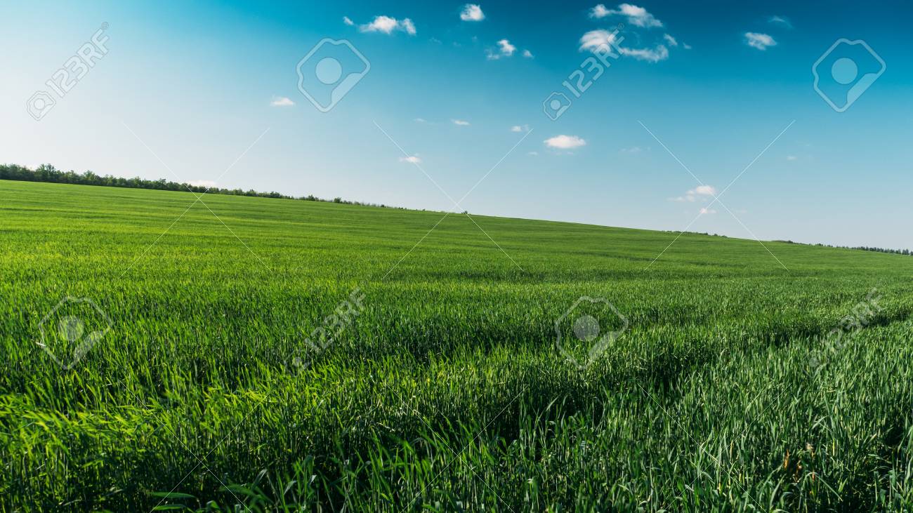 landscape panorama of green field with high green gras in summer