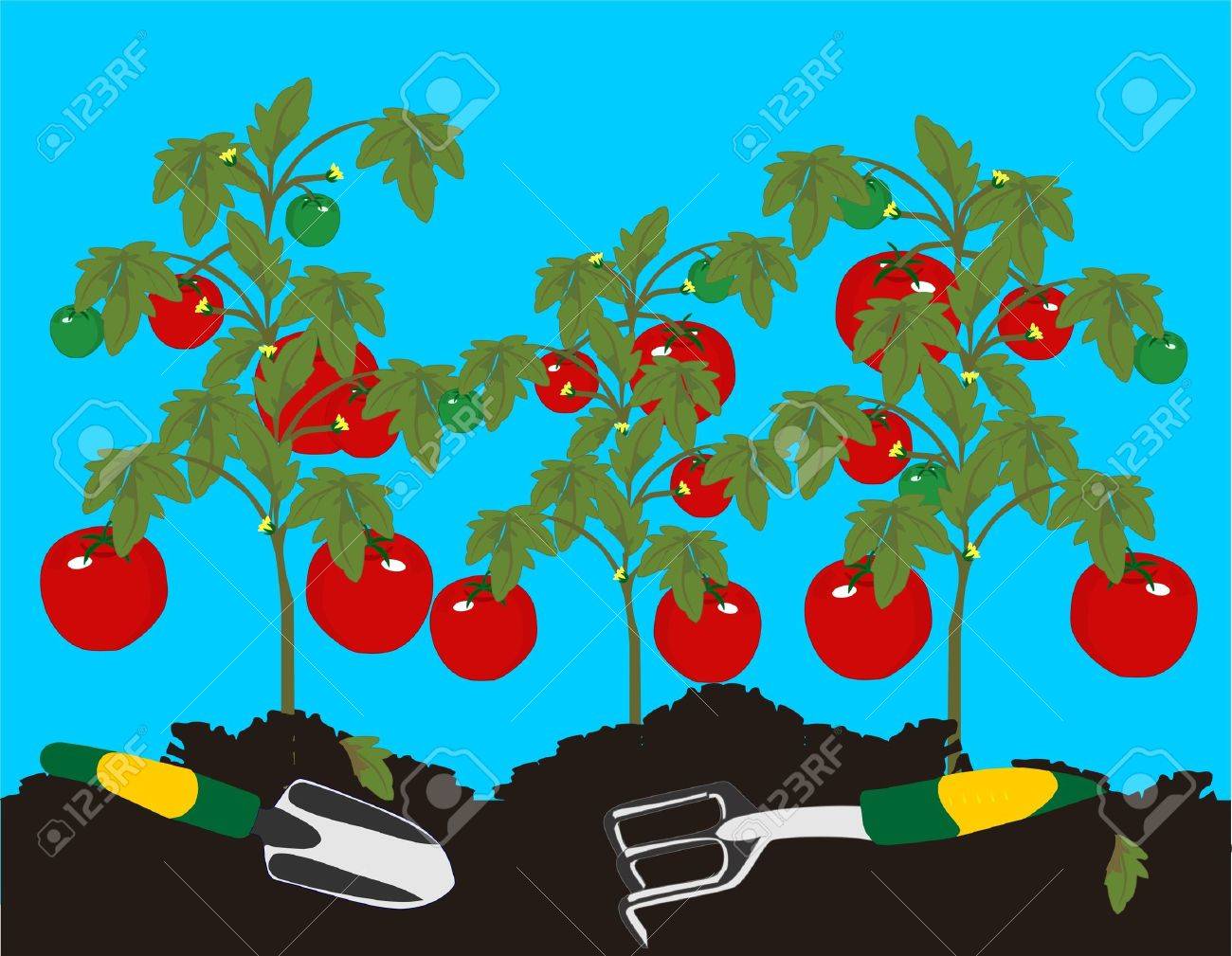トマト 雑草を削除されていた後にピックアップを待っている植物に成長しています のイラスト素材 ベクタ Image