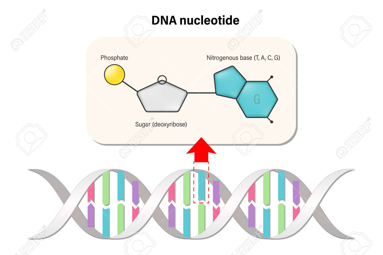 DNA Nucleotides Understanding life at the molecular level is where biology  becomes truly awe-inspiring. 🧬✨ DNA nucleotides — the building blocks of  our genetic code — are made of three essential… | Likhitha C, image size:1300x867