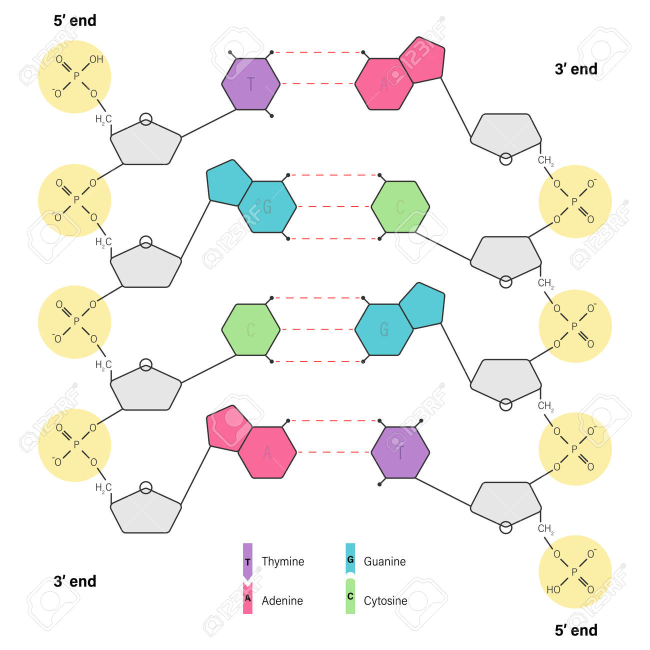 Phosphate group hi-res stock photography and images - Alamy, image size:1300x1300