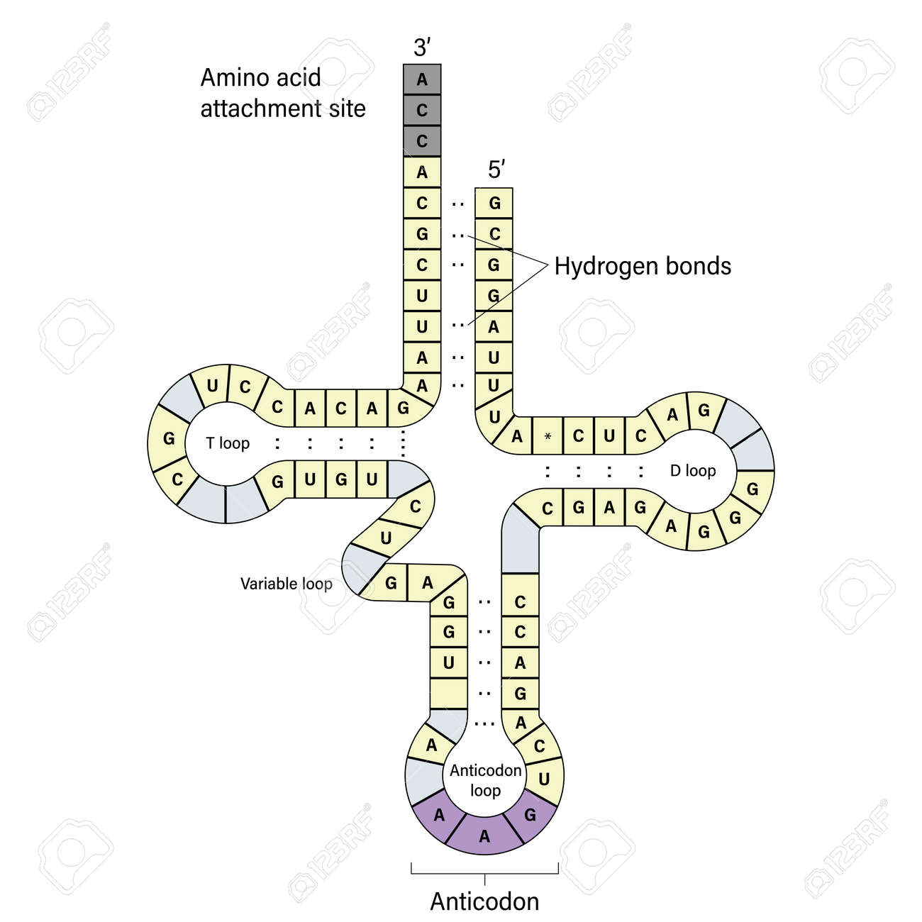 Trna 2차원 구조의 구조 로열티 무료 사진, 그림, 이미지 그리고 스톡포토그래피. Image 179729895