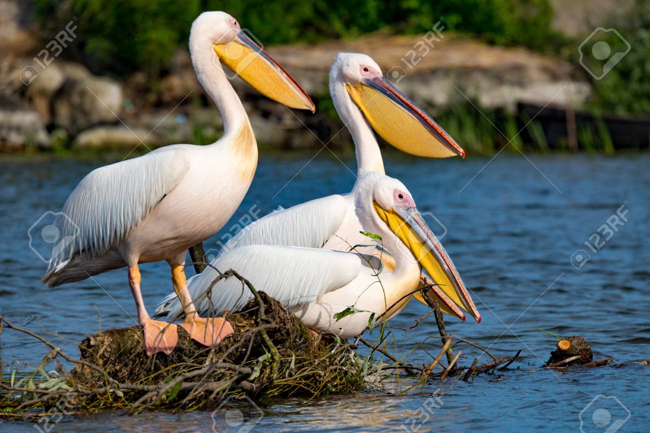 ペリカンや Danbe デルタ ルーマニアでピンク ペリカン の写真素材 画像素材 Image