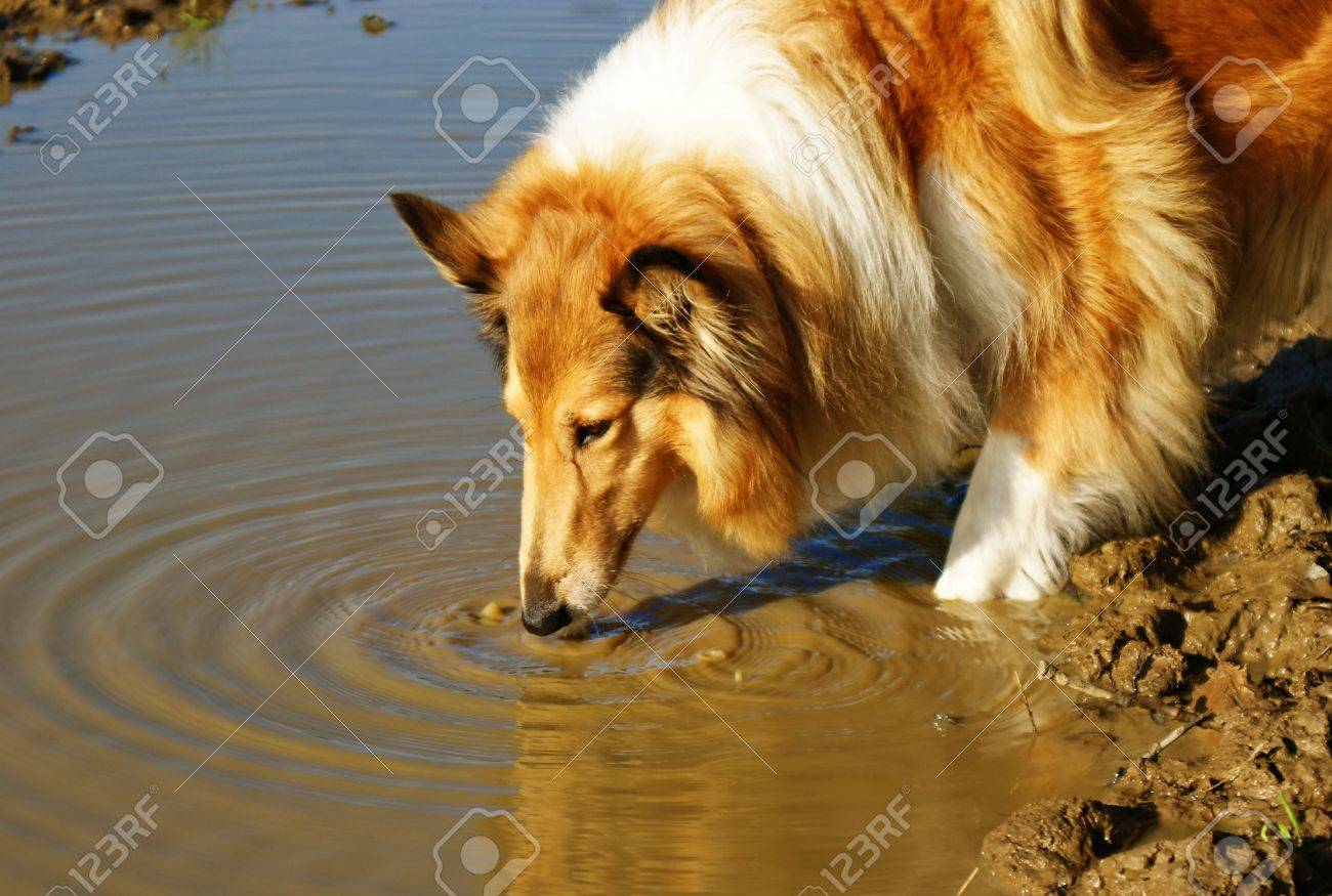 sable and white rough collie